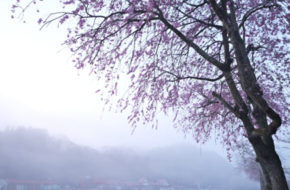 at OKAYAMA by GFX100RF
