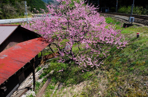 at TOTTORI by GFX100RF