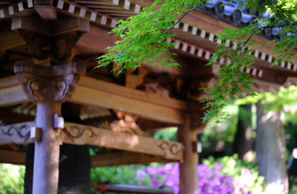 at SAGA by X-H2 & XF56F1.2
