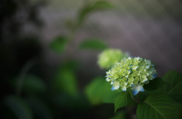 at SANPO by α7c2 & VM35F1.5 V_L TYPE1