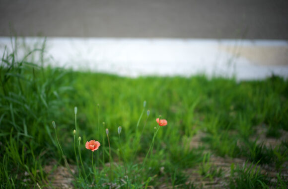 at SANPO by α7c2 & VM35F1.5V_L TYPE1