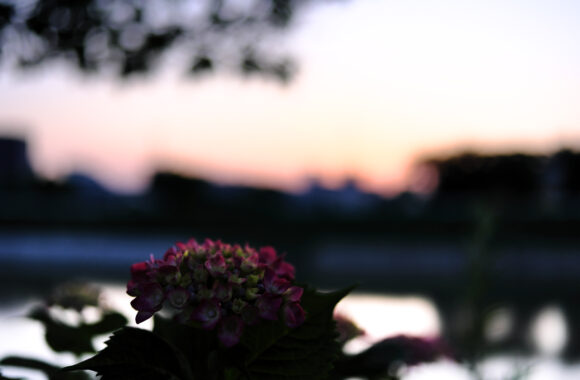 at YUU-SANPO by X-T5 & A23F1.4DN