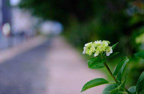 at ASA-SANPO by X-T5 & XF50F2.0