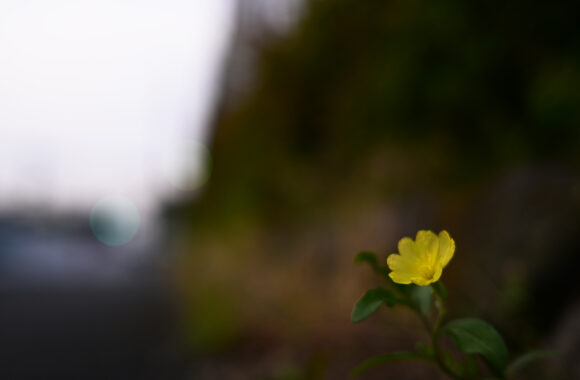 at ASA SANPO by Zf & Z40F2.0SE