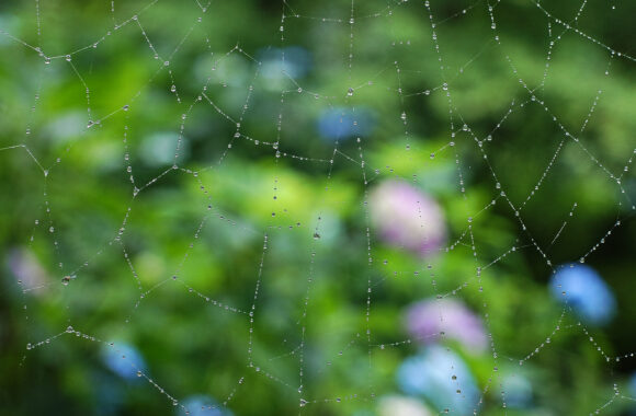 at SAGA by X-H2 & XF56F1.2