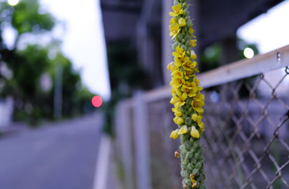 at ASA SANPO by X-T5 & A23F1.4