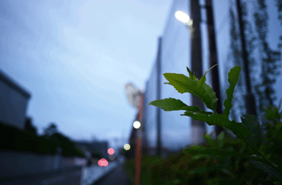 ASA SANPO by Zf & Z28F2.8SE