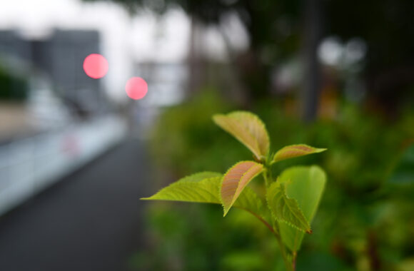 ASA SANPO by Zf & Z40F2.0SE
