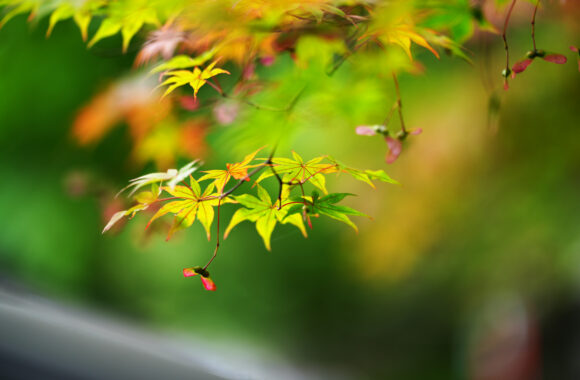 at FUKUOKA by α7R5 & FE 2/50_150GM