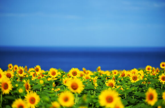 at KAGASHIMA by α7C2 & FE50_150F2.0GM