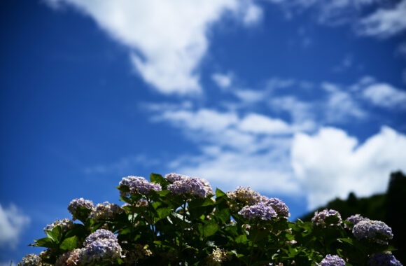 at SAGA by Z6 & VM50F1.2Ⅱ