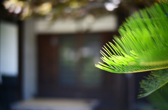 at ASA SANPO by Z6 & VM50F1.2Ⅱ