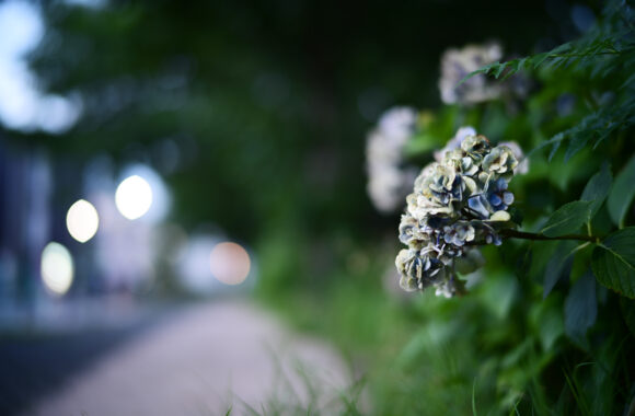 at ASA SANPO by Z6 & VM50F1.2Ⅱ