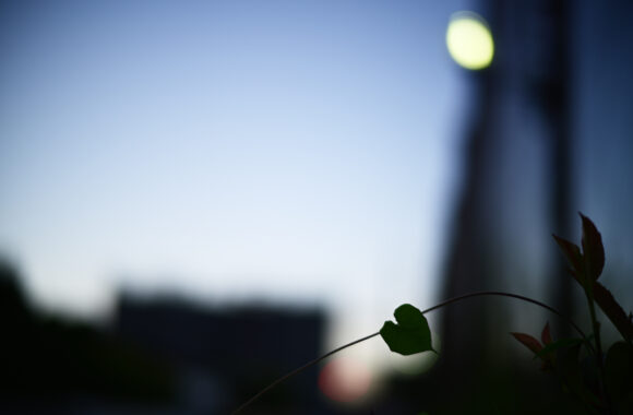 at ASA SANPO by Z6 & VM50F1.2Ⅱ