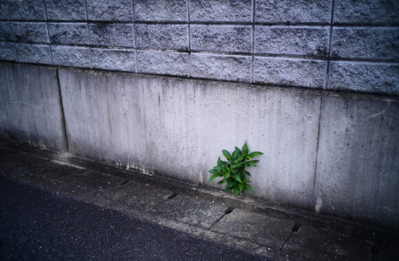 at ASA SANPO by Z6 & VM35F1.5Ⅱ