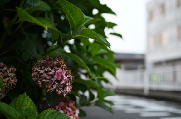 ASA SANPO by Zf & Z40F2.0SE