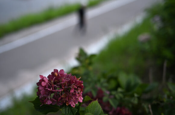 ASA SANPO by Zf & Z40F2.0SE