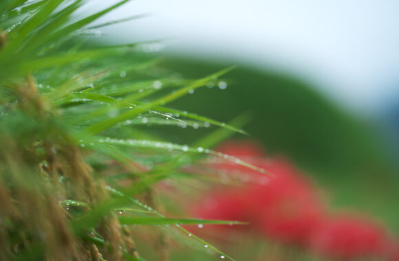 at FUKUOKA by α7R5 & FE50_150F2.0GM