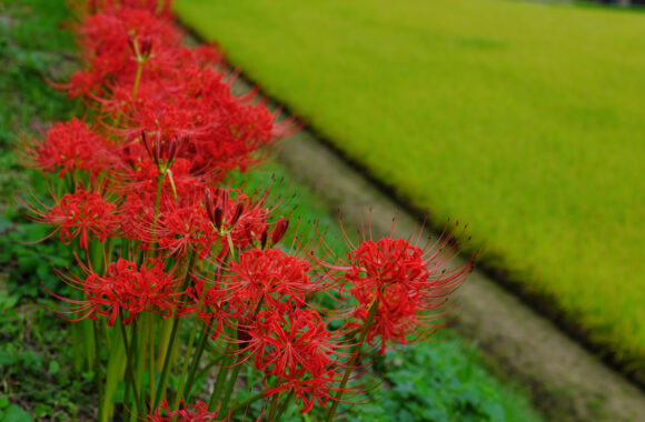 at OITA by GFX50S2 & GF50F3.5
