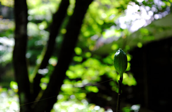 at SHIMANE by GFX50s2 & GF50F3.5