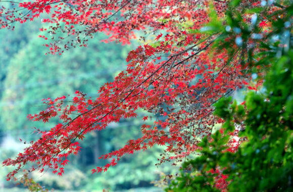 at SAGA by α7c2 & FE50_150F2.0GM