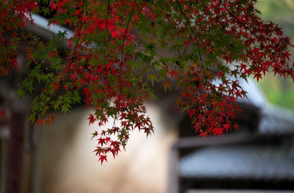 at SAGA by α7c2 & FE50_150F2.0GM