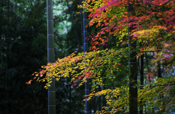 at FUKUOKA by α7c2 & FE50_150F2.0GM