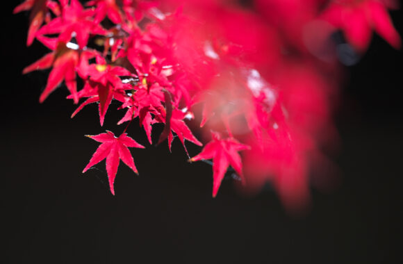 at FUKUOKA by α7c2 & FE50_150F2.0GM