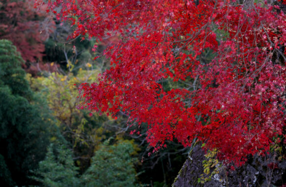 at OITA by α7c2 & FE50_150F2.0GM