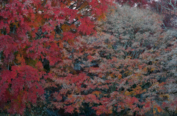 at OITA by α7c2 & FE50_150F2.0GM