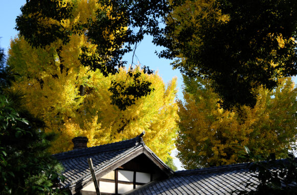 at HAKATA by X-T5 & XF50F2.0
