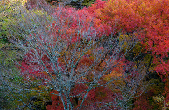 at OITA by GFX100s2 & GF35-70F4.5