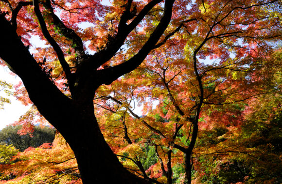 at SAGA by GFX100S2 & GF35_70F4.5