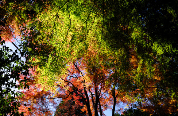 at OITA by GFX100S2 & GF35_70F4.5