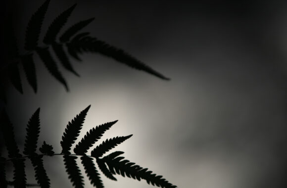 at SAGA by D850 & A105F1.4