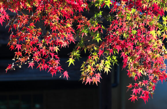 at SAGA by D850 & A105F1.4