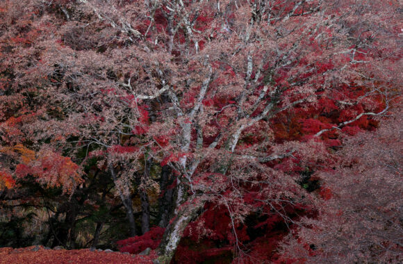 at OITA by α7c2 & FE50_150F2.0GM