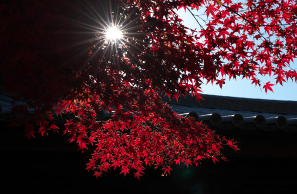 at HAKATA by α7c2 & FE50_150F2.0GM