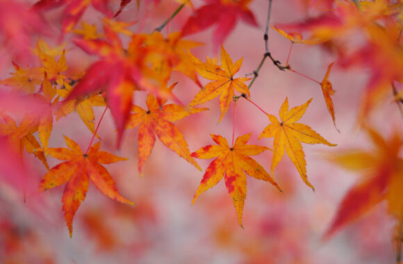 at FUKUOKA by X-T5 & A17-40F1.8