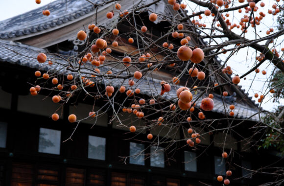 at FUKUOKA by X-T5 & A17-40F1.8