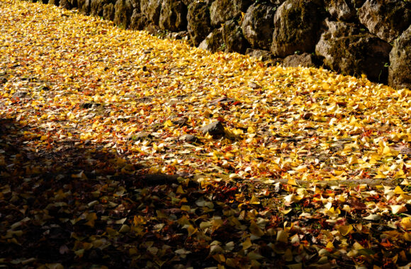 at OITA by GFX100S2 & GF35_70F4.5