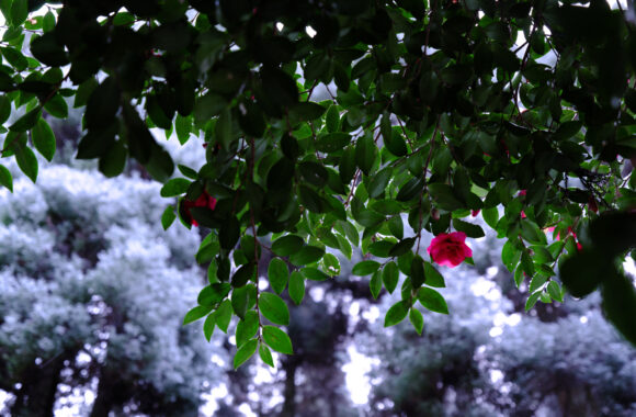 at FUKUOKA by GFX100S2 & GF35-70F4.5