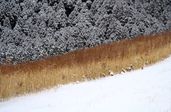 at KUMAMOTO by Z7mk2 & Z24-120F4.0S