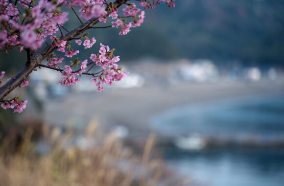 at OITA by α7C2 & FE50_150F2.0GM