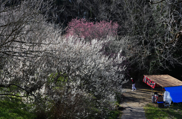 at OITA by α7C2 & FE50_150F2.0GM