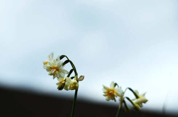 at NAGASAKI by D850 & AF-S58F1.4G