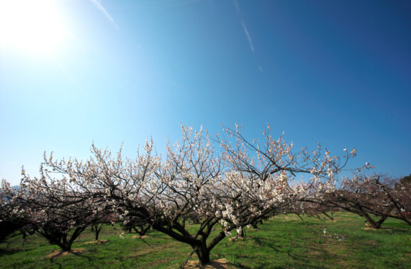 at SAGA by α7C2 & UWH12F5.6ASP