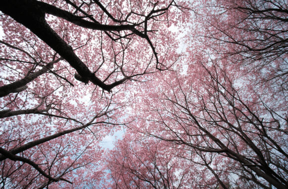 at NAGASAKI by α7C2 & UWH12F5.6ASP