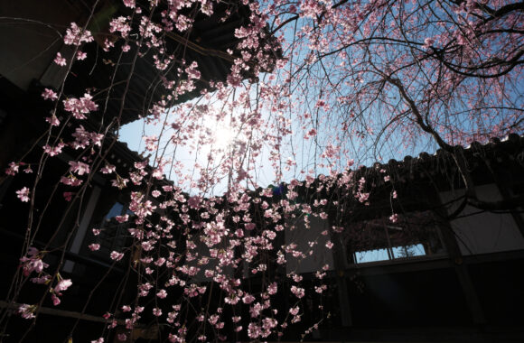 at FUKUOKA by α7C2 & A20F1.4