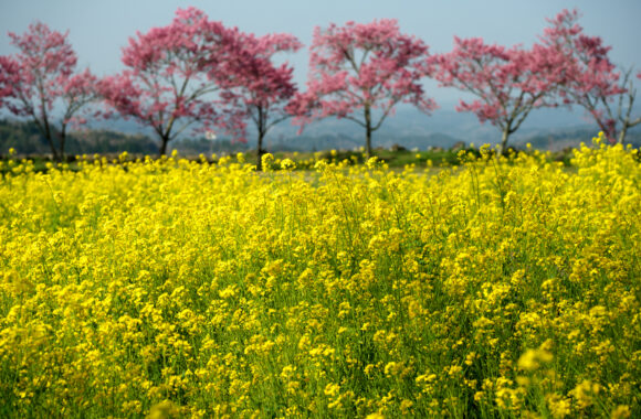 at KUMAMOTO by α7c2 & T35_100F2.8